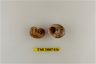 藏品(凹足陸寄居蟹)的圖片